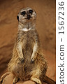 meerkat meerkat 1567236