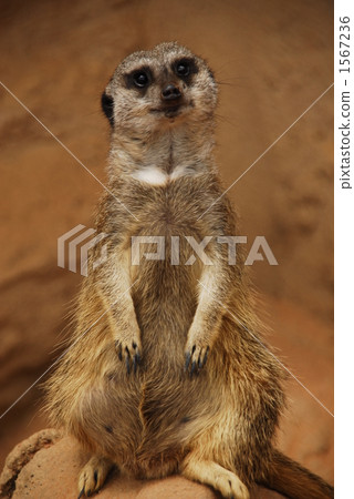 meerkat  1567236