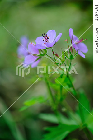 高毛茛 1567261