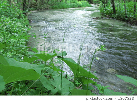 A mountain stream native of mountain grass 1567528