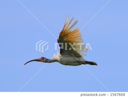 Tokido的飛行 1567608