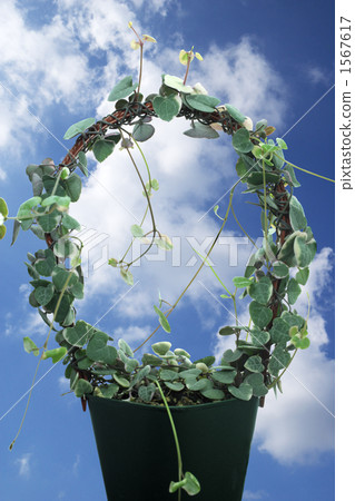 Heart Kazura 1567617