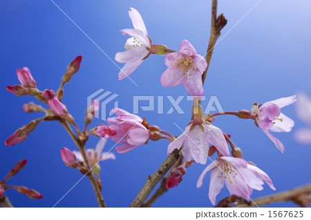 Cherry Blossoms Cherry Blossoms 1567625