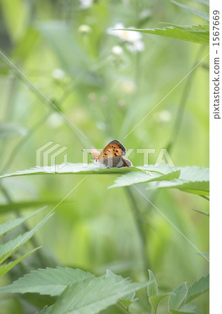 Copper butterfly 1567669