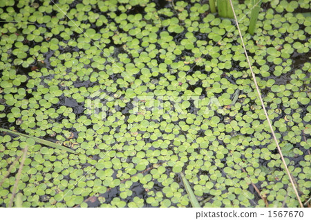 Water plants Water plants 1567670