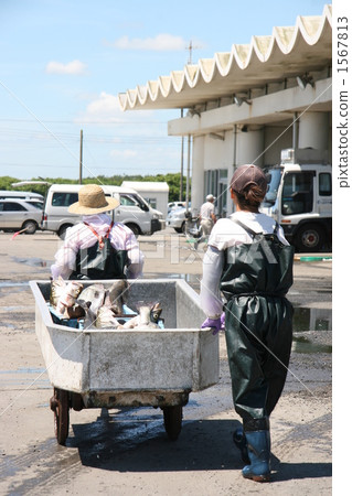 sea bass, fresh seafood, fish market 1567813