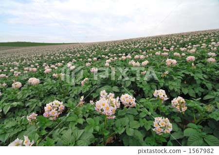 rural districts, potato field, Pink Flower 1567982
