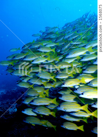 Yellow Snappers 1568075