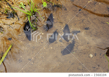 Firefly larvae feed Kawanina 1568104