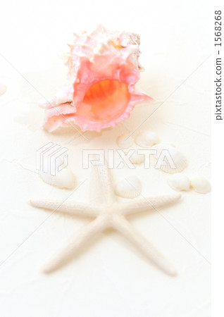 starfish, starfishes, star fish 1568268