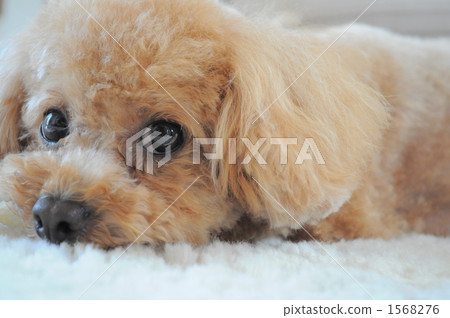 杏色玩具貴賓犬治療系統 1568276