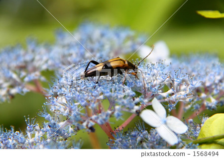 mountain hydrangea, tea of heaven, cerambycidae 1568494