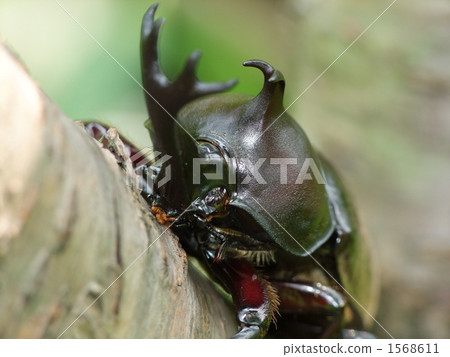 甲蟲 甲蟲 1568611