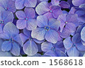繡球花 花朵 花 1568618