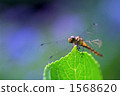 蜻蜓 房間 一隻動物 1568620