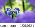 繡球花 花朵 花 1568621