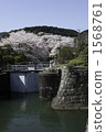 琵琶湖的櫻花疏水 1568761