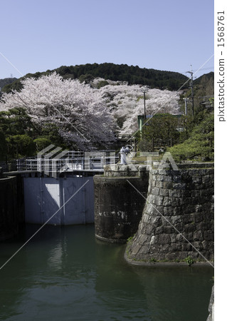 Cherry blossom of Lake Biwa hydrophobic 1568761