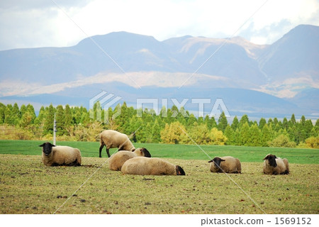 Ranch of Aso (sheep) 1569152