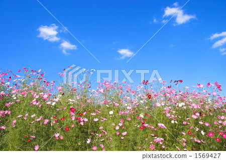 波斯菊和秋天的天空 波斯菊和秋天的天空 1569427