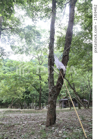 捕蟲網 樹木 樹 1569462