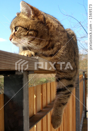 一隻貓 一隻貓 1569573