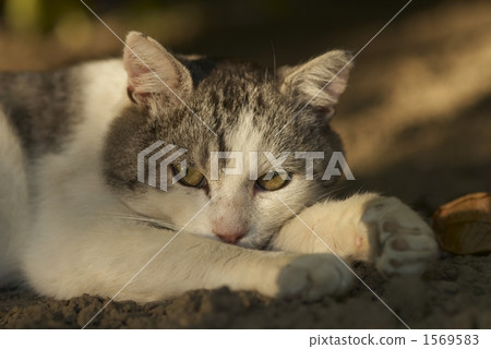 一隻貓 一隻貓 1569583