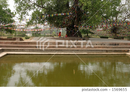 Puscarini pond Puscarini pond 1569655
