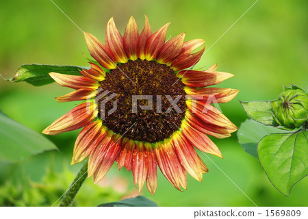 紅顏色向日葵 紅顏色向日葵 1569809