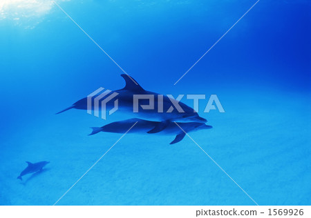泰國馬鯖魚海豚 泰國馬鯖魚海豚 1569926