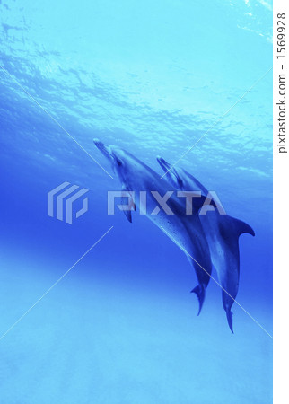 泰國馬鯖魚海豚 泰國馬鯖魚海豚 1569928