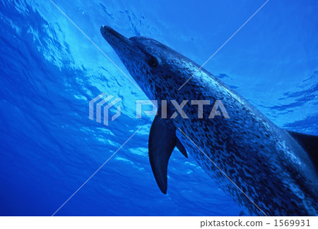 泰國馬鯖魚海豚 1569931