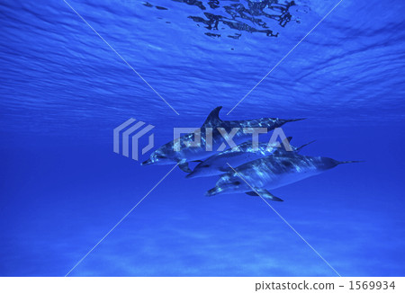 Thai horse mackerel dolphin Thai horse mackerel dolphin 1569934