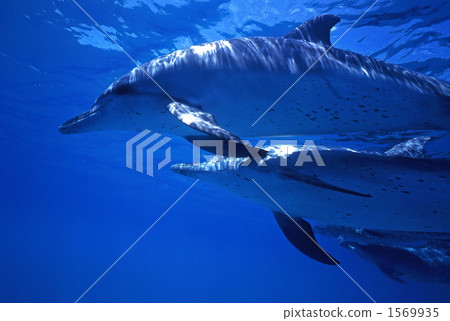 泰國馬鯖魚海豚 泰國馬鯖魚海豚 1569935