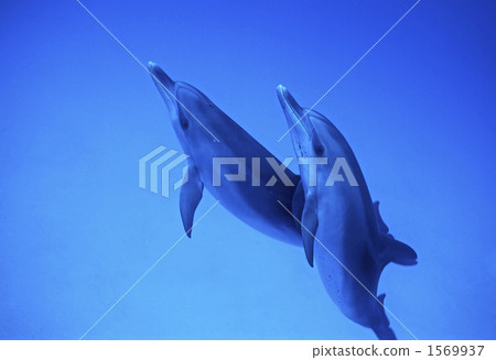 泰國馬鯖魚海豚 泰國馬鯖魚海豚 1569937