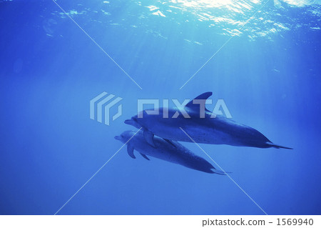 泰國馬鯖魚海豚 1569940