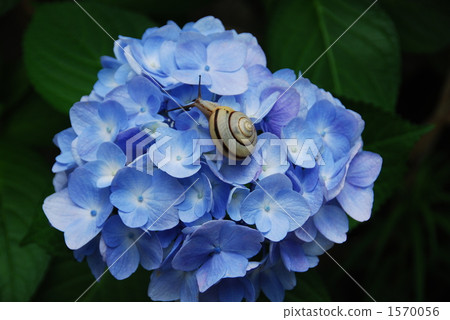 Hydrangea of rainy season 1570056