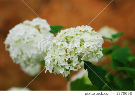 Hydrangea "Annabel" 1570098