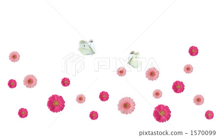 butterfly, butterflies, bloom 1570099