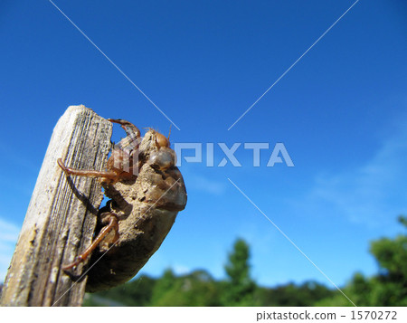 Cicadian shell 1570272