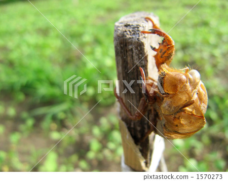 Cicadian shell 1570273