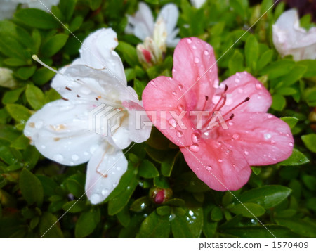 粉色和白色小月 粉色和白色小月 1570409