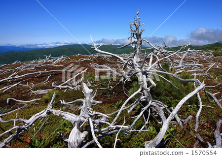 Pine female graveyard 1570554