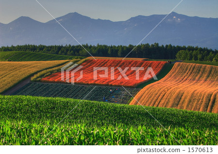 Tokachidake and red wheat fields 1570613