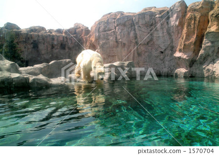 Polar bears Polar bears 1570704