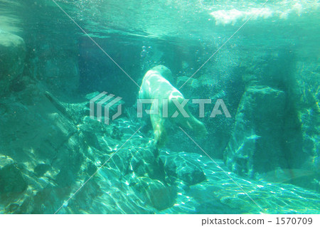 Polar bears Polar bears 1570709