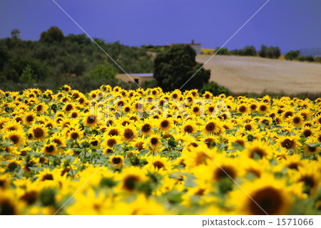 西班牙·安大路西亞在塞維利亞附近的向日葵領域 1571066