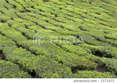 金馬倫高原茶園 金馬倫高原茶園 1571072