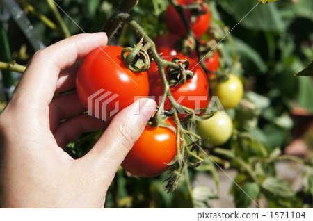 Tomato harvest Tomato harvest 1571104