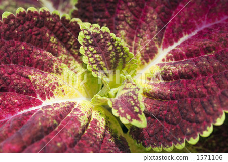 tampala, foliage plant, close-up 1571106